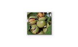 <p>Green walnuts in husk</p>