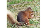 <p>You squirrel is getting greedy, Bit off more than he can chew</p>