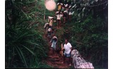 <p>Brazilnuts in the pods being transported in the interior in Brazil</p>
