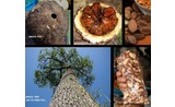 <p>Brazil nut pod, Pod showing seeds/nuts, Tree 160 to 200 foot tall</p>
<p>lives 500 + years</p>