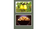 <p>Cashew Pear</p>
<p>the cashew is the seed in the shell on the bottom</p>