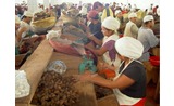 <p>Brazil nuts being cracked by hand</p>