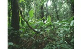 <p>Deep in the Jungle interior</p>