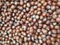 Italian/Natural Blend Filberts 25kg