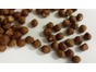 Hazelnut Kernels Raw 10kg