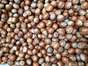 Italian/Natural Blend Filberts 25kg