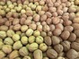 Walnuts in shell 25kg >  -  Sorrento special - offer - LIMITED OFFER 