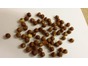 Hazelnut Kernels Raw 10kg