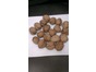 WALNUTS IN SHELL Australia NEW CROP 20kg