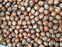 Filberts / Hazels in shell 5kilo