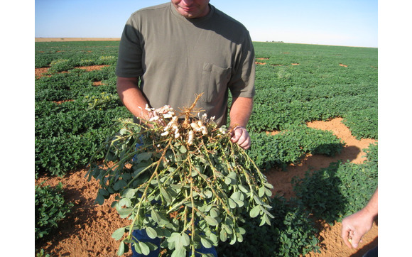 <p>Peanuts being pulkled from soil</p>