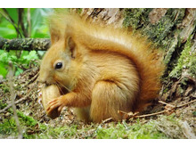 Squirrels Love Hazels, Pecans & Walnuts < Filberts  Pecans & Walnuts in shell >