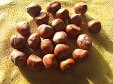 USA Filberts 10kg