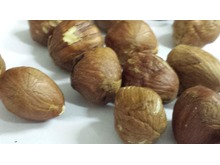 Hazelnuts packed in 5 kilo & 10 kilo cartons  