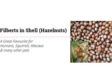 Filberts / Hazels in shell 5kilo