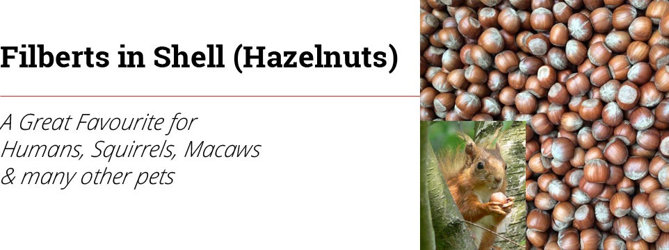 Filberts <Hazels> In Shell user